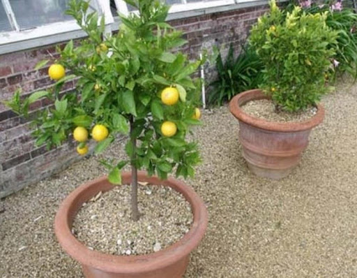 idea of a Fruit plant in a Pot