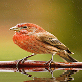 Cute Rainy Bird LWP icon