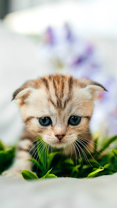 Cute Cat Wallpaper Cute Kitten