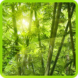Bamboo Photo Wallpaper icon