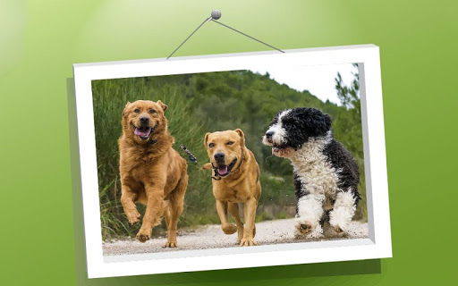 Picture Puzzle: Dogs Screen 3