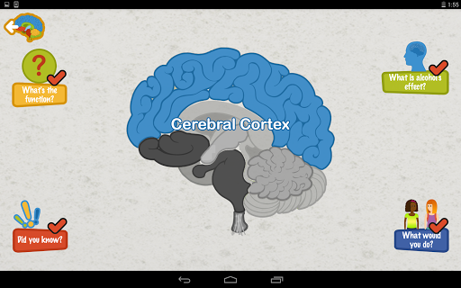 Alcohols Effects on the Brain