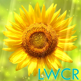 sunflower lwp icon