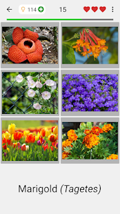 Flowers - Botanical Quiz about Beautiful Plants