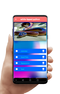 White-lipped python snake