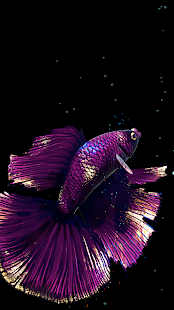 Betta Fish Captura de tela