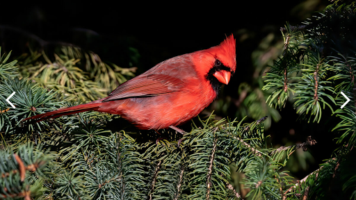 Owen Deutschs Beautiful Birds Screen 2