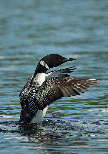Android application Loon Bird Sounds screenshort