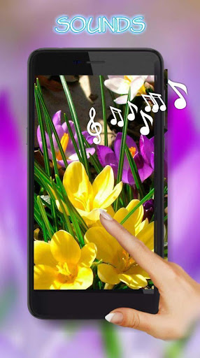 Crocus Spring live wallpaper