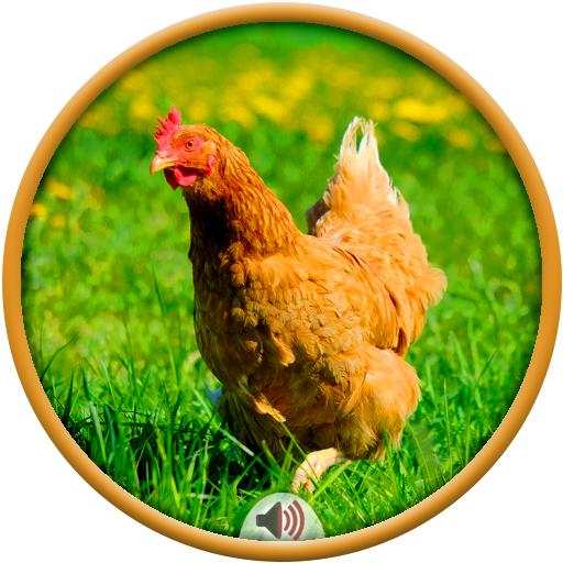 Chicken Sounds Google Play のアプリ