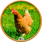 Top 20 Music & Audio Apps Like Chicken Sounds - Best Alternatives