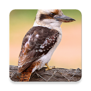Kookaburra Bird Sound Collections ~ Sclip.app