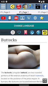 Buttocks Anatomy