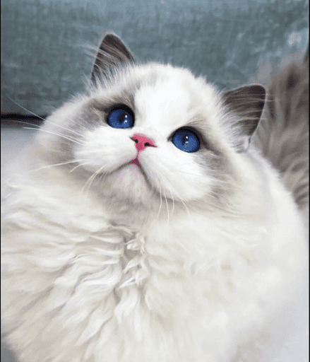 Cute Kittens Screen 3