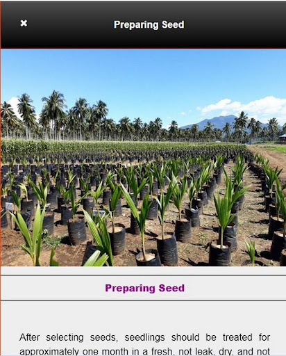 How to Grow Complete Hybrid Coconut