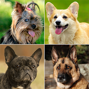 Dog breeds - Find popular dog breeds on the photos