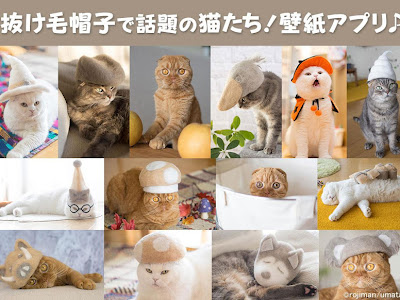 √100以上 おしゃれ 壁紙 猫 写真 275908