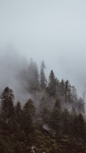 Foggy Wallpapers Screen 3