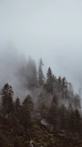 Foggy Wallpapers