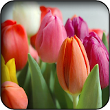 Tulips wallpapers icon