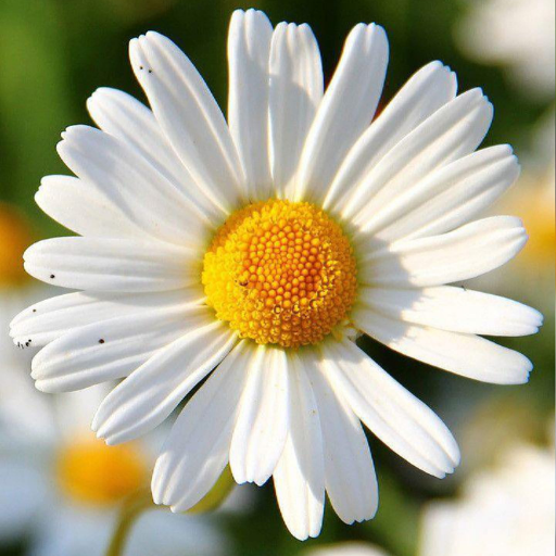 Download APK Daisy Wallpapers Latest Version
