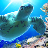 Sea Turtle LiveWallpaper icon