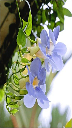How to grow Blue trumpet vine