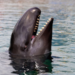 Cover Image of ดาวน์โหลด False Killer Whales  APK