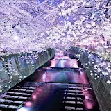 Live Wallpaper Sakura icon