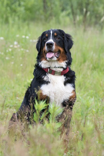 Bernese Mountain Dog Wallpaper Screen 2
