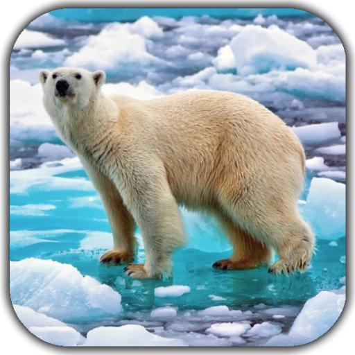 Polar Bear Video Wallpaper  Icon