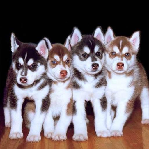 Cute Husky Puppy Wallpaper Google Play のアプリ