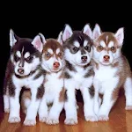Cover Image of Download Cute Husky Puppy Wallpaper  APK