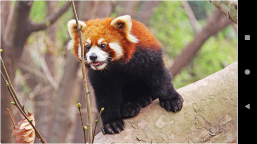 Beautiful Panda Wallpapers