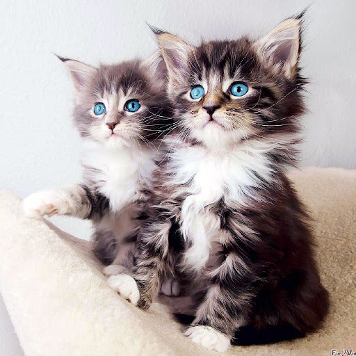 Cute cats app jigsaw puzzles