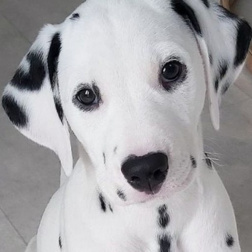 Dalmatian logo