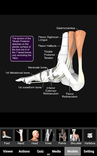 Muscle and Bone Anatomy 3D - Medical - apps