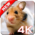 Cover Image of Download Hamster Lucu Wallpaper HD  APK