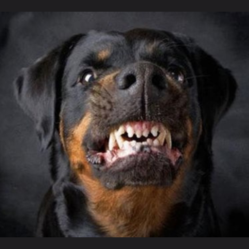 تدريب الكلاب للحراسة والصيد