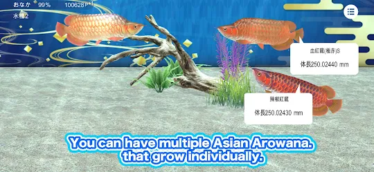 My Asian arowana Aquarium