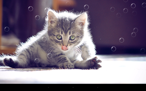 Funny Cat Live Wallpaper - Ứng dụng trên Google Play