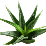Health Benefits of Aloe Vera icon