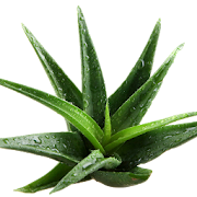 Health Benefits of Aloe Vera  Icon