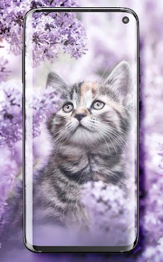 画像 可愛い 壁紙 猫 【高画質】猫の待ち受け21選！可愛い・おしゃれ・シンプルな画像も！