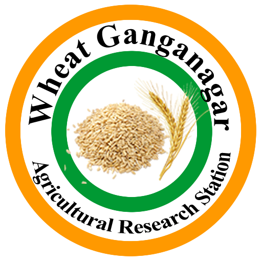 Wheat Ganganagar logo