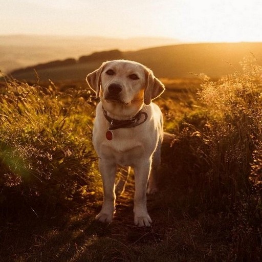 Labrador Retriever logo