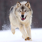 Wolf Wallpapers HD Apk