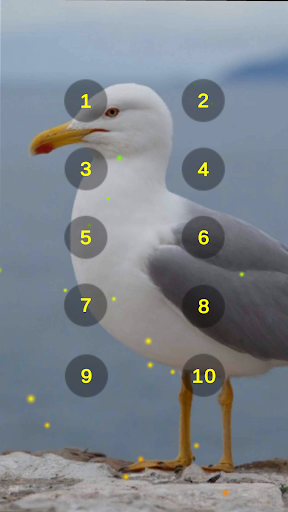 Seagull And Bird Sounds