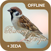 Masteran Burung Gereja Offline