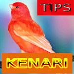 Cover Image of 下载 Tips Perawatan Burung Kenari 1.3 APK
